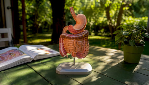 Model showing digestive organs involved in vitamin absorption